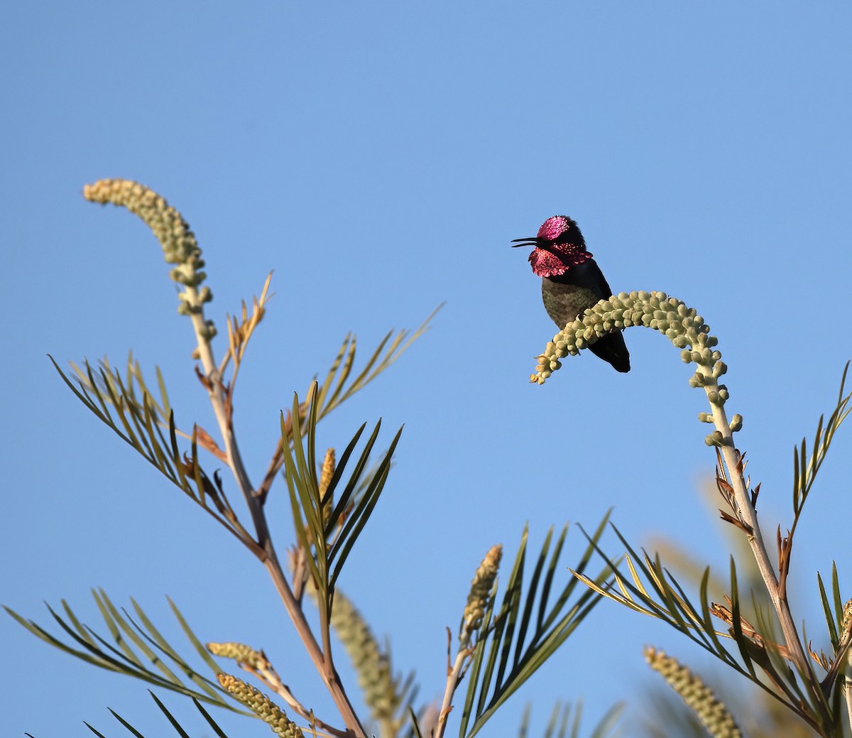 Anna's Hummingbird - ML615794424