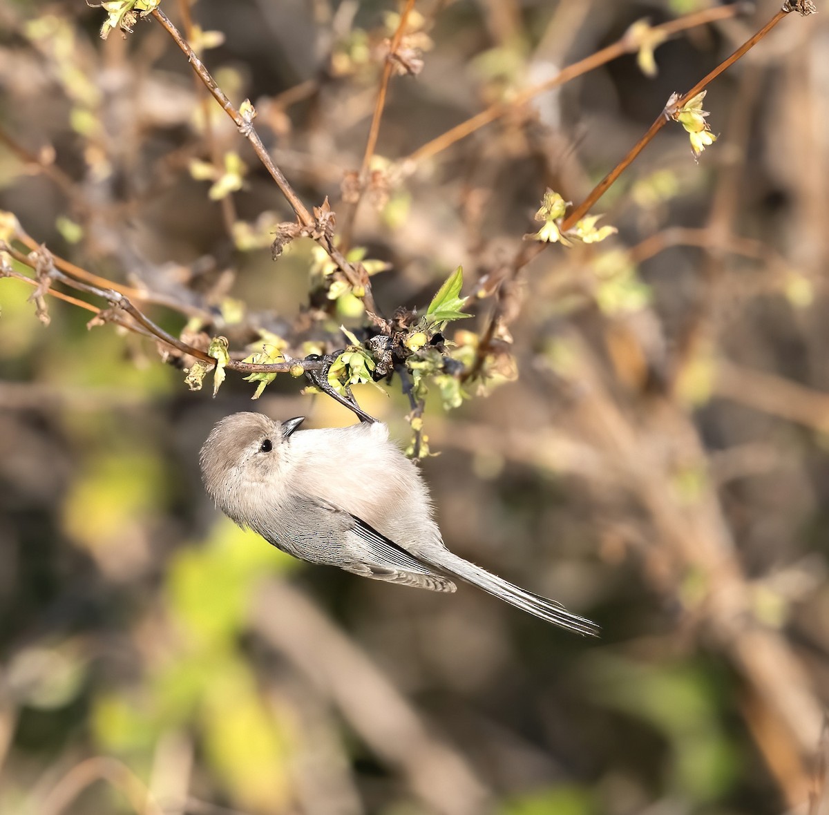Bushtit - ML615794429