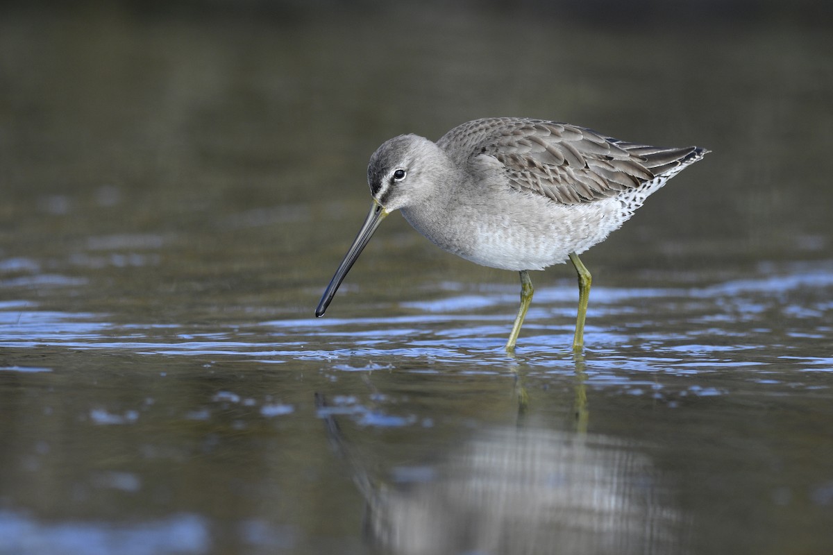 Long-billed Dowitcher - Daniel Irons