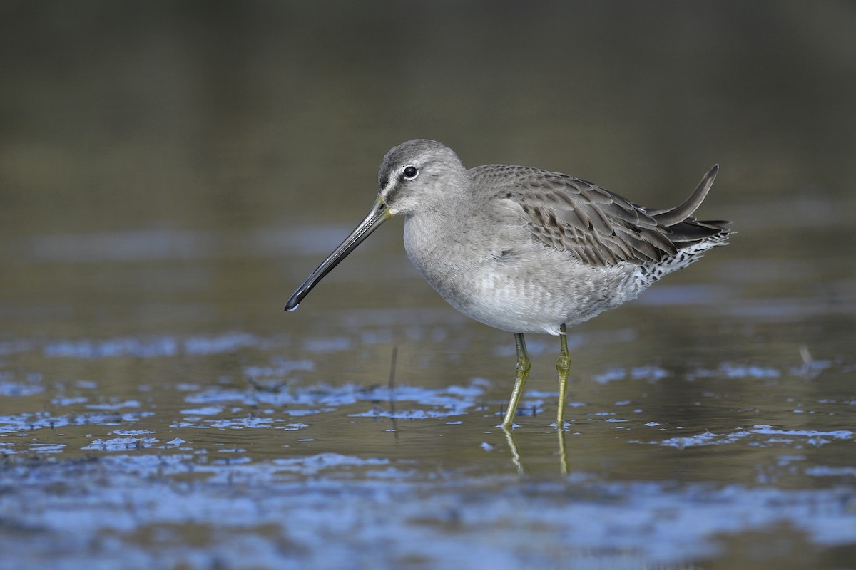 Long-billed Dowitcher - ML615794447