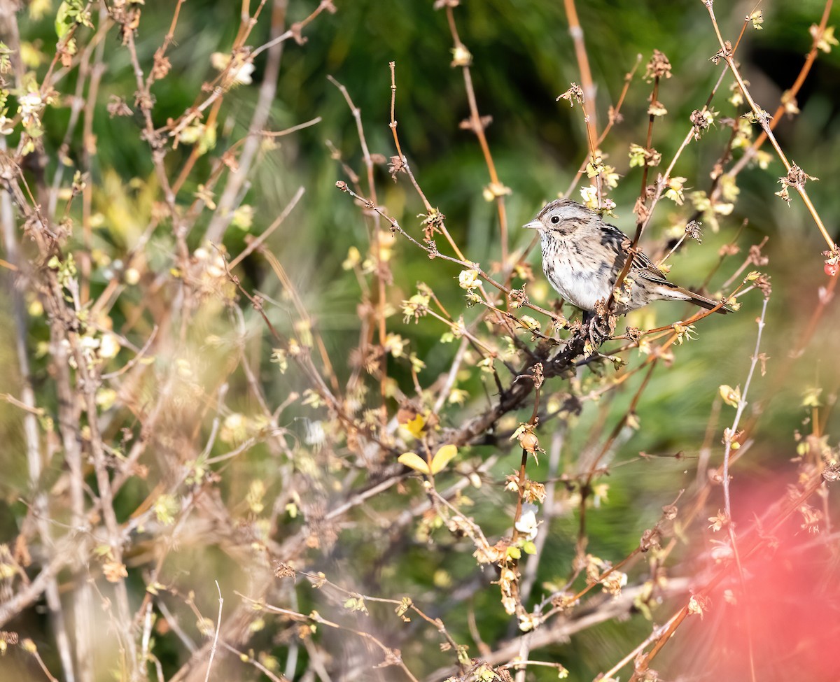 Lincoln's Sparrow - ML615794451