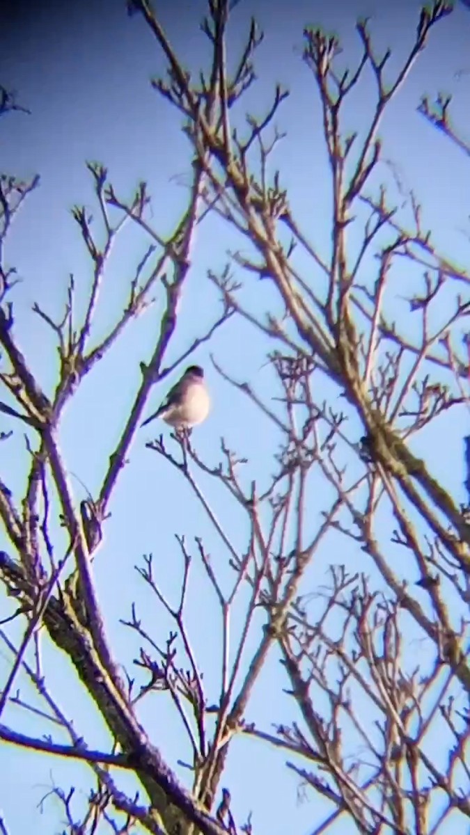 Eurasian Bullfinch - ML615794506