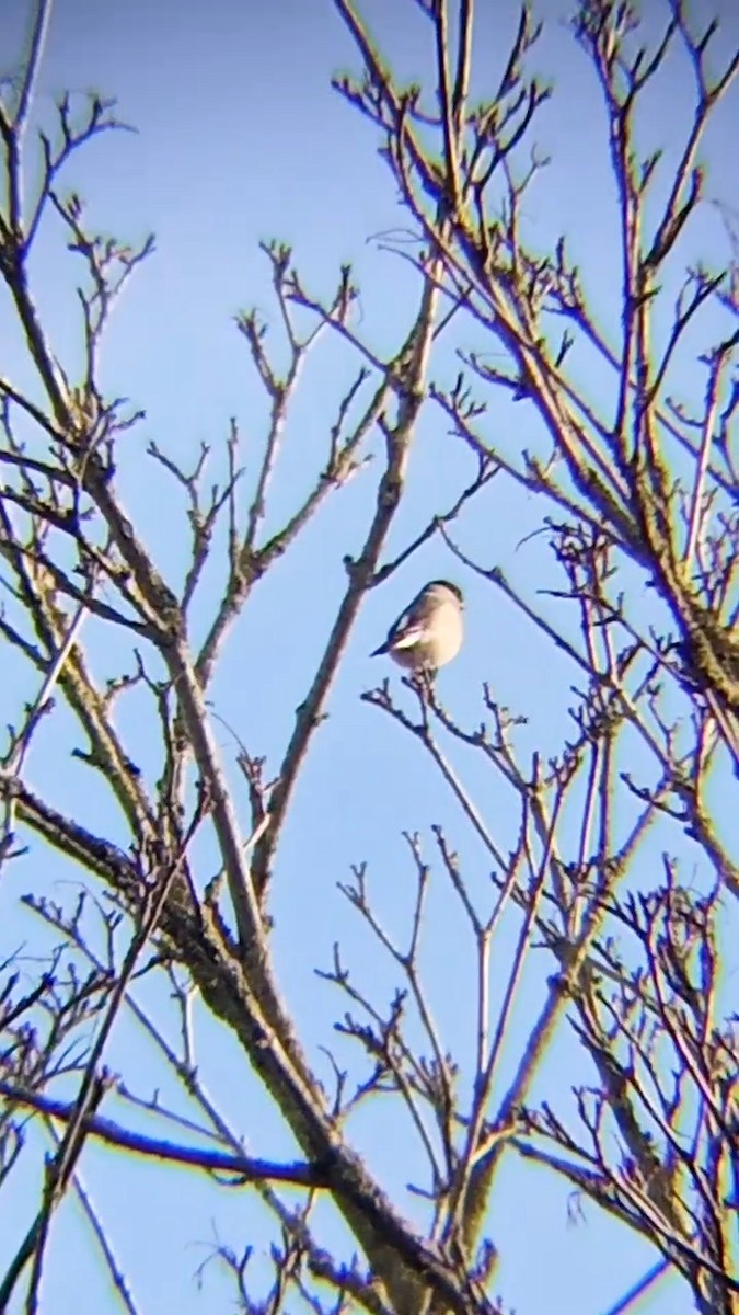 Eurasian Bullfinch - Laurent Pascual-Le Tallec