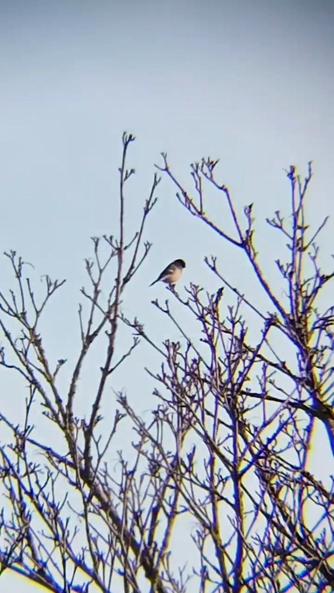 Eurasian Bullfinch - Laurent Pascual-Le Tallec