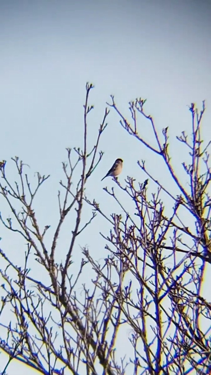 Eurasian Bullfinch - ML615794512