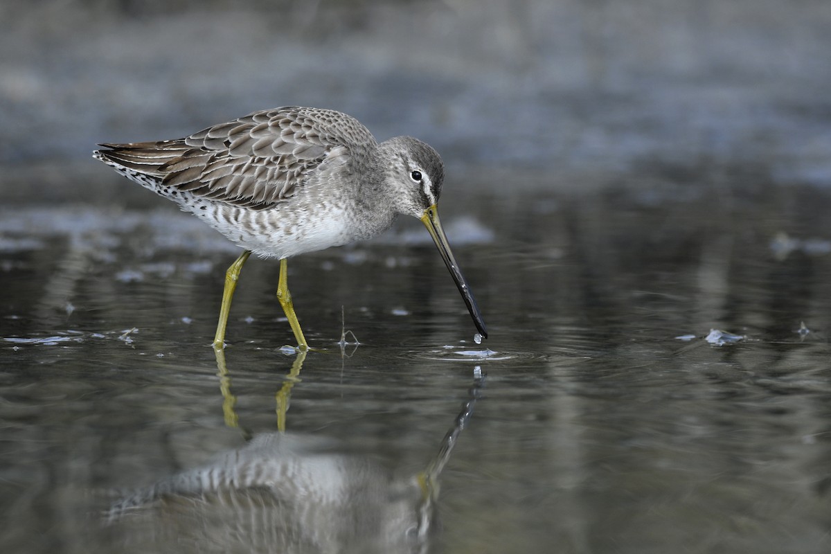 Long-billed Dowitcher - ML615794544