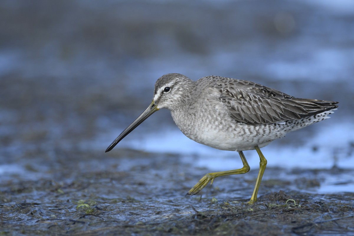 Long-billed Dowitcher - ML615794545