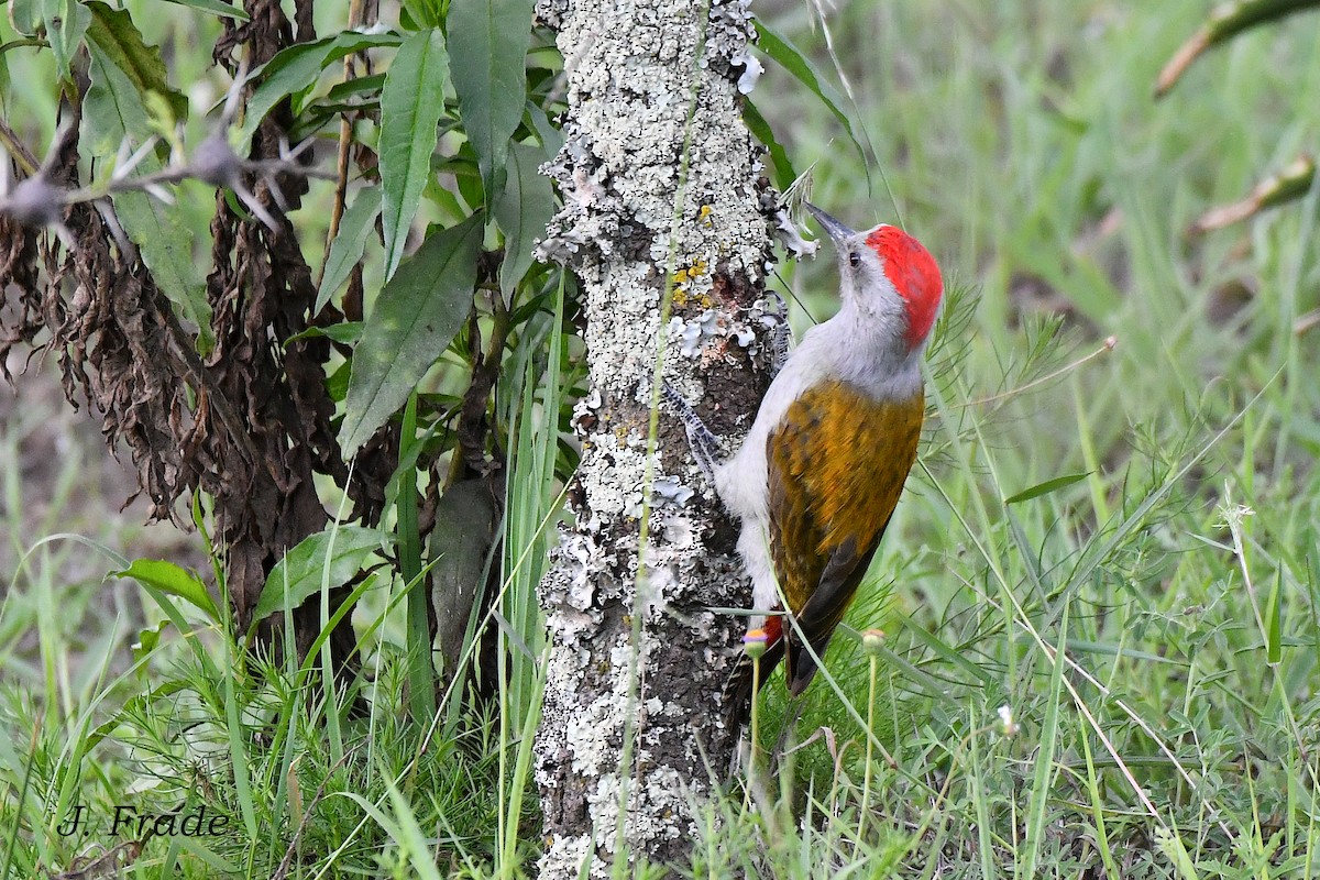 Mountain Gray Woodpecker - ML615794555