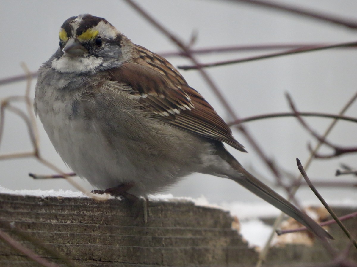 White-throated Sparrow - ML615794572