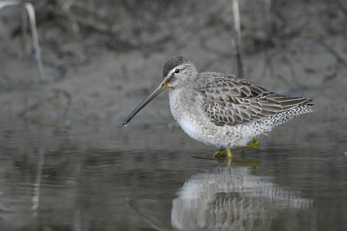 Long-billed Dowitcher - ML615794599