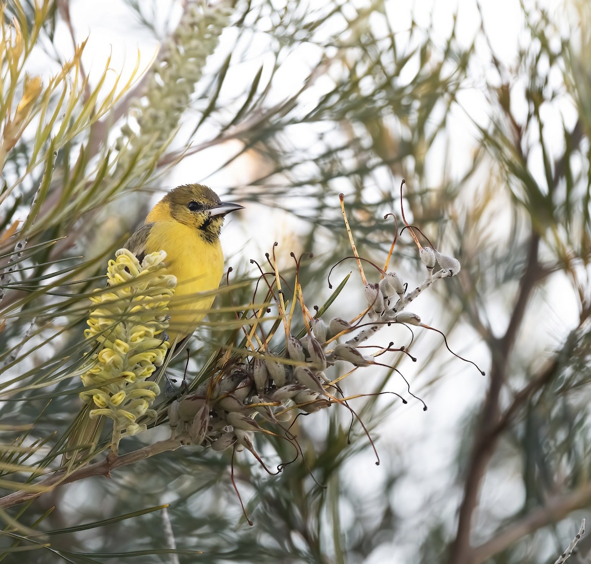 Orchard Oriole - Joe Kaplan