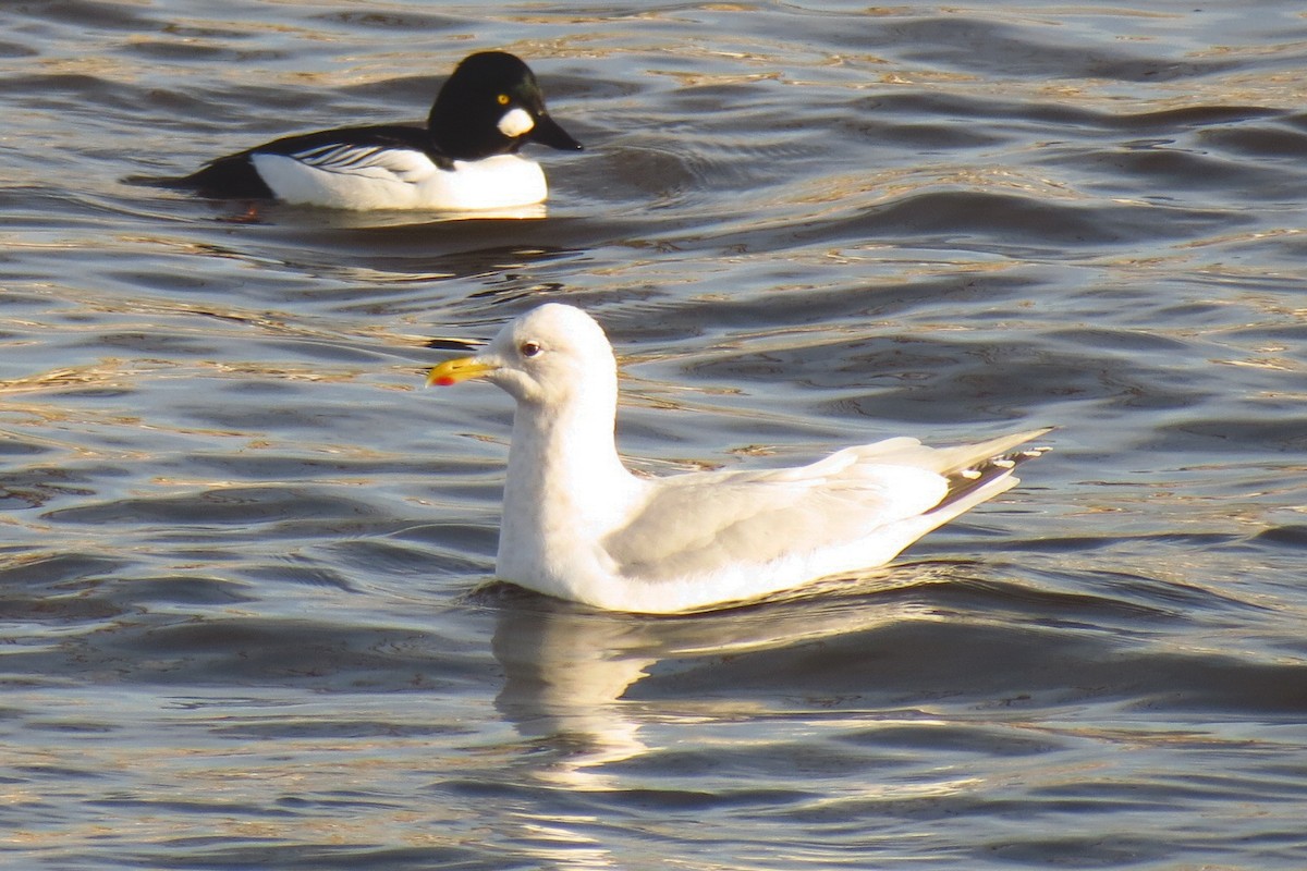 Gaviota Groenlandesa (thayeri) - ML615794664