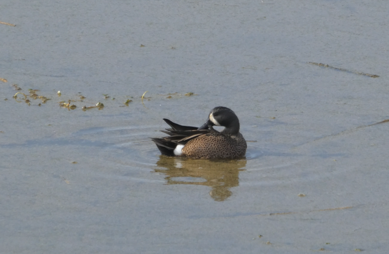 Blue-winged Teal - ML615794708