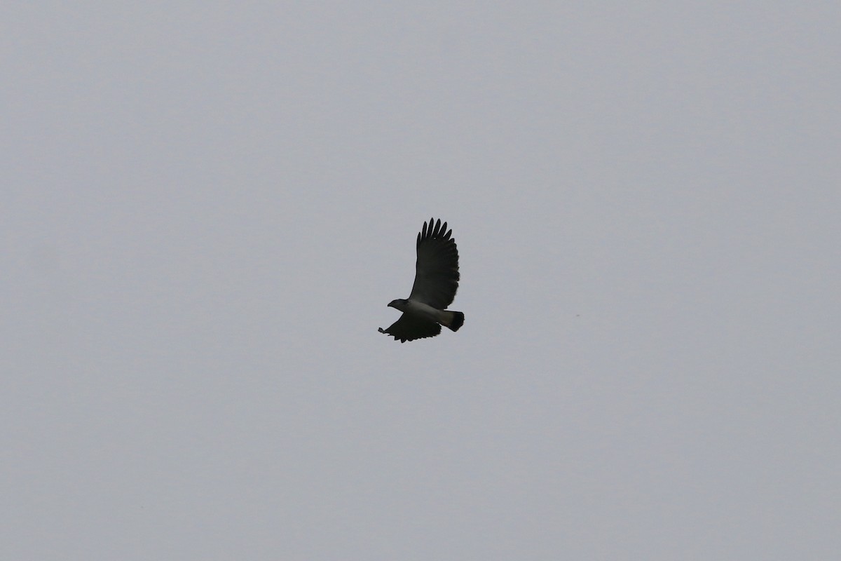 Gray-backed Hawk - Nick Schleissmann