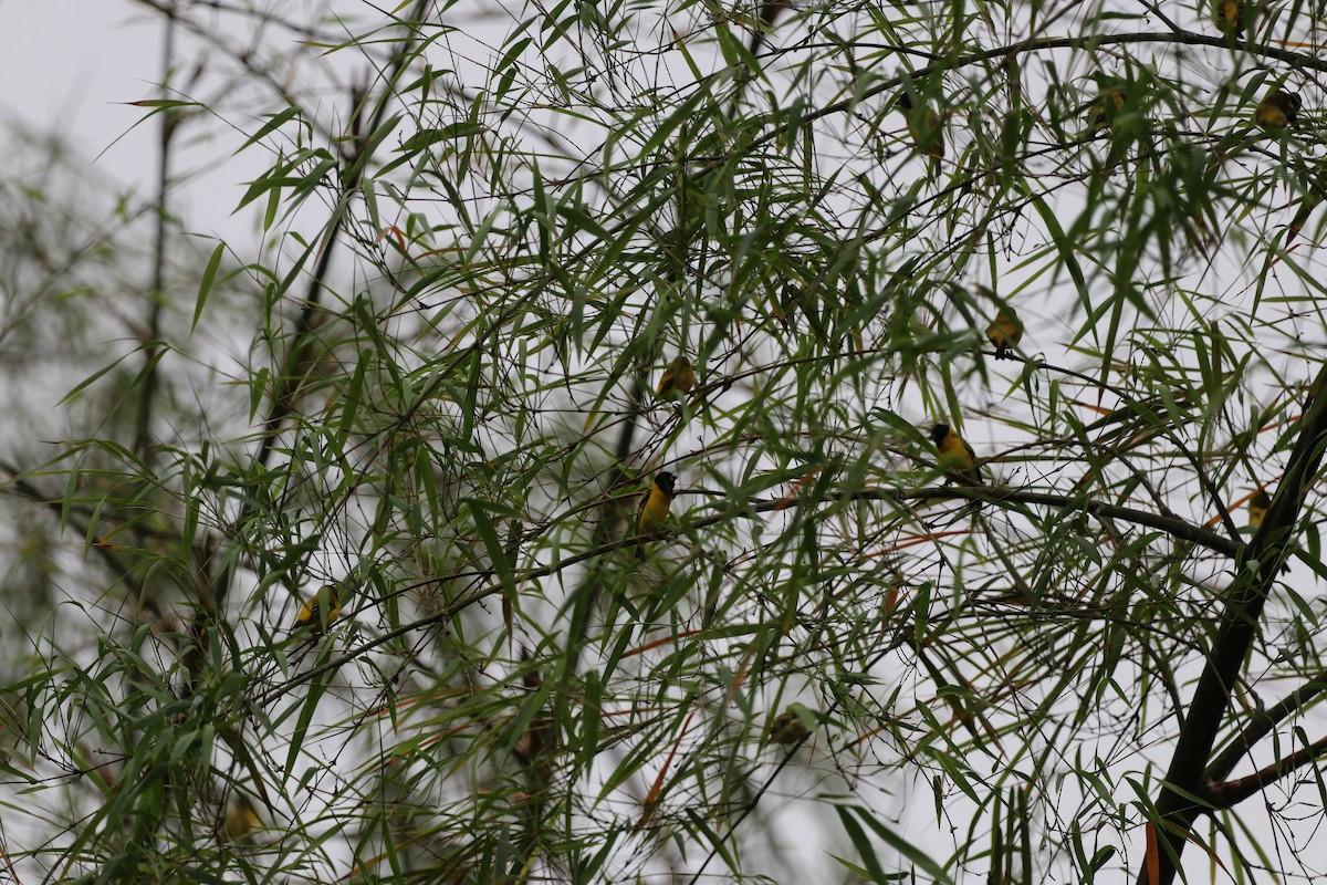 Saffron Siskin - Nick Schleissmann