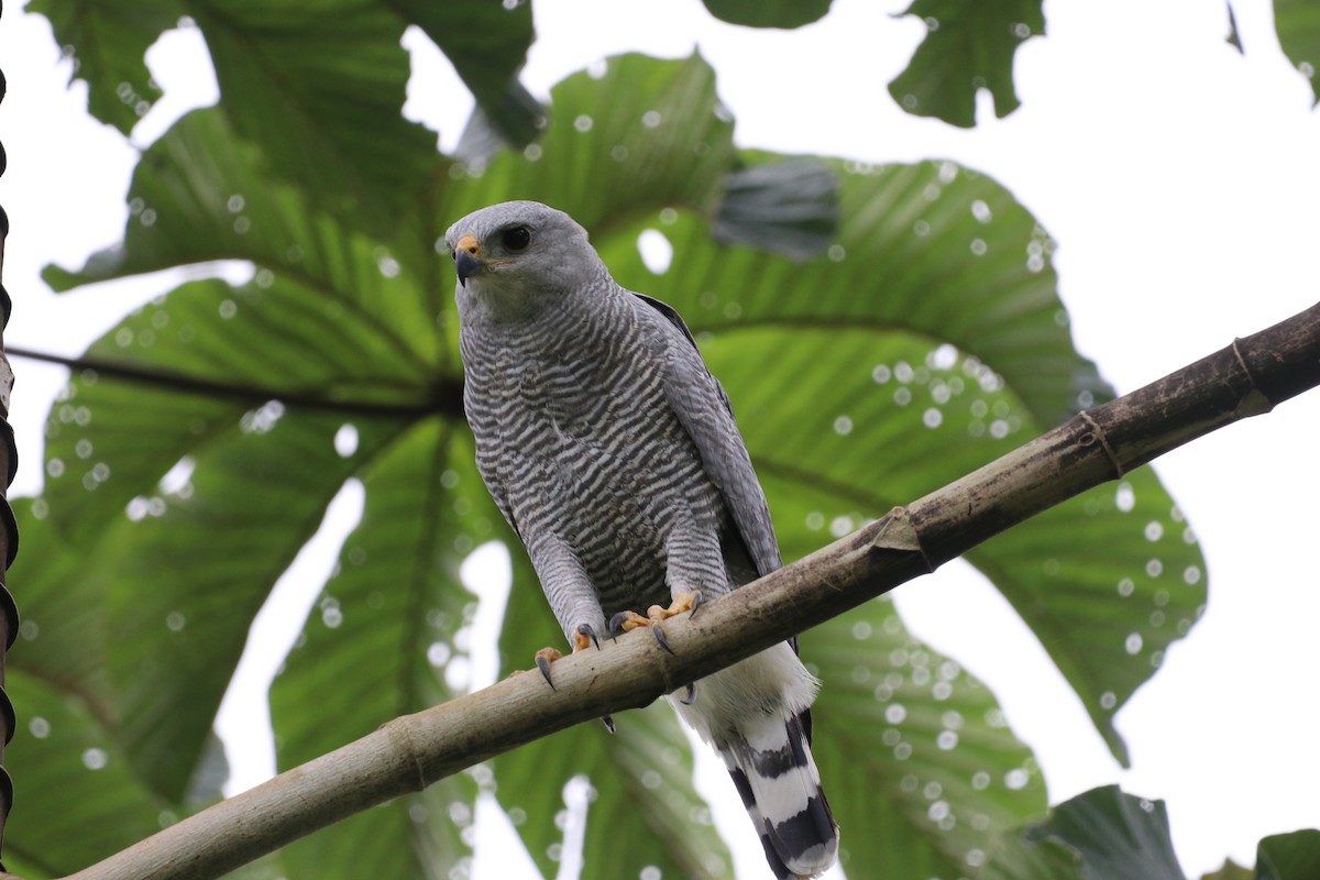 Gray-lined Hawk - Nick Schleissmann