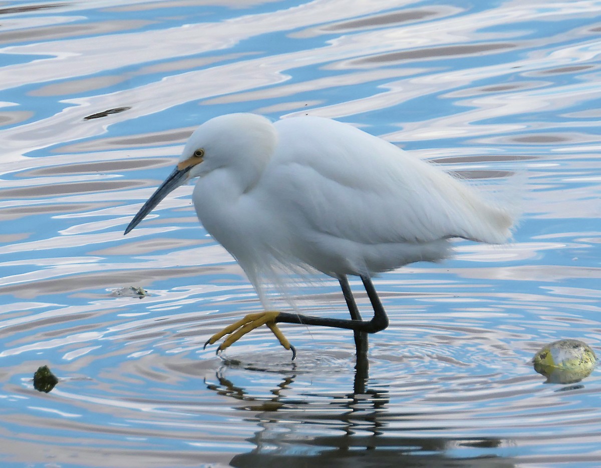 Snowy Egret - Randall M