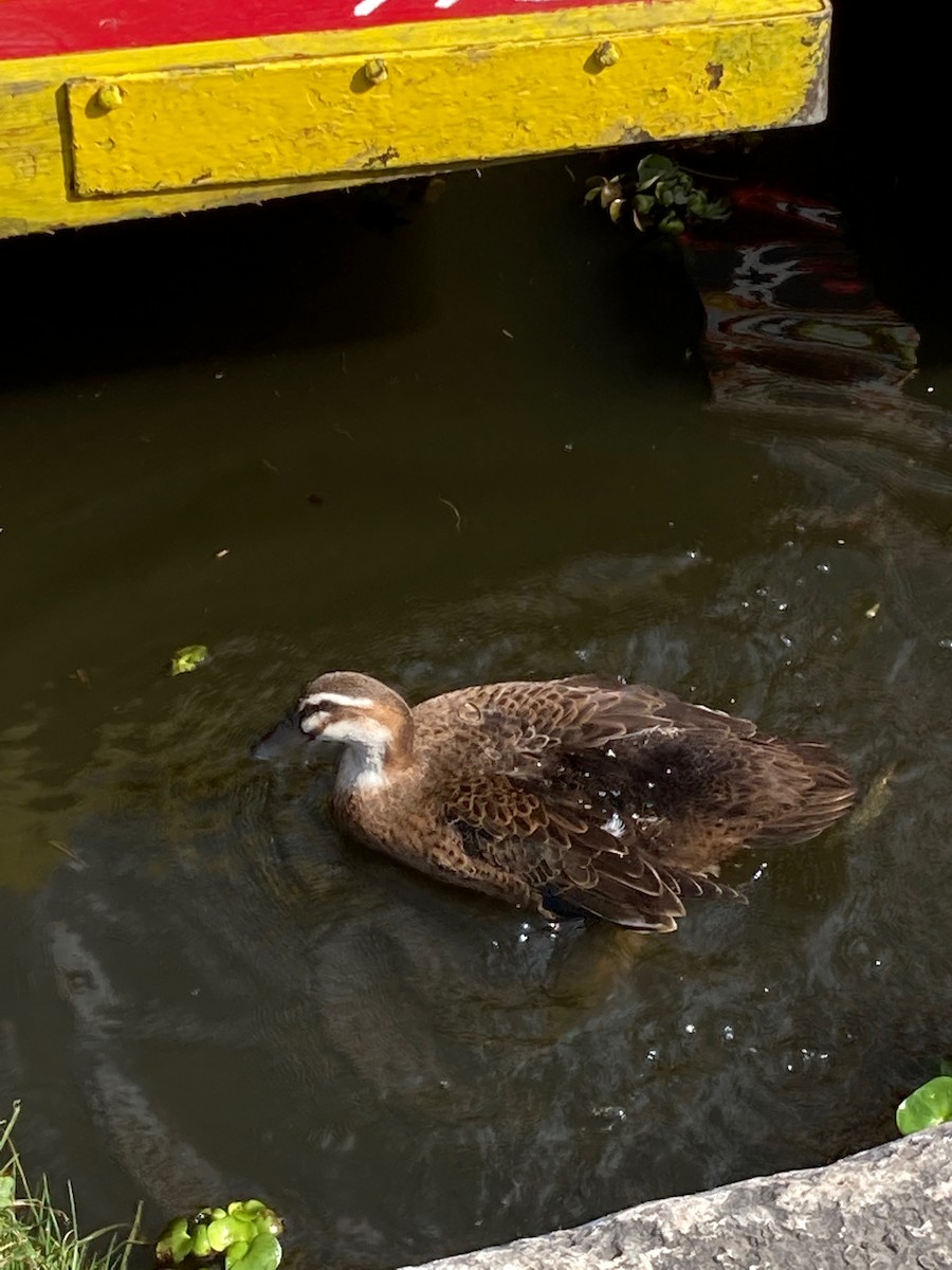 Blue-winged Teal - ML615794768