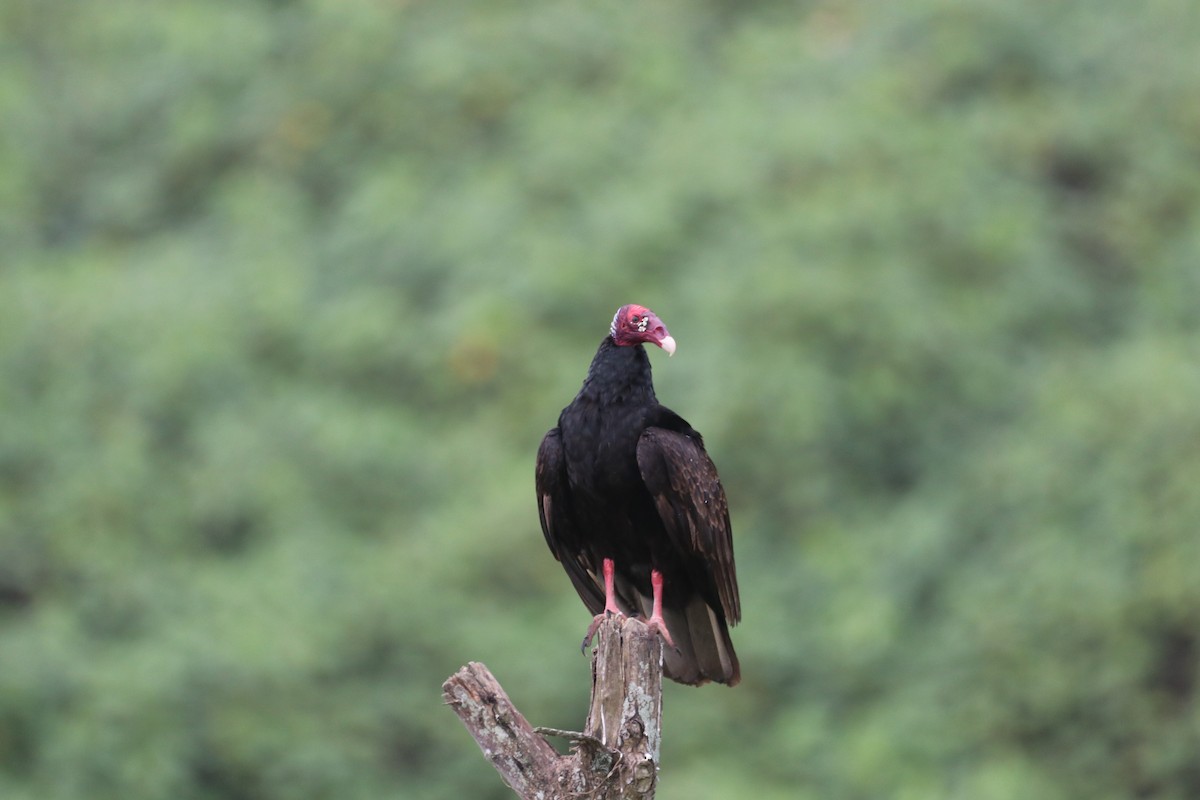 Urubu à tête rouge - ML615794810