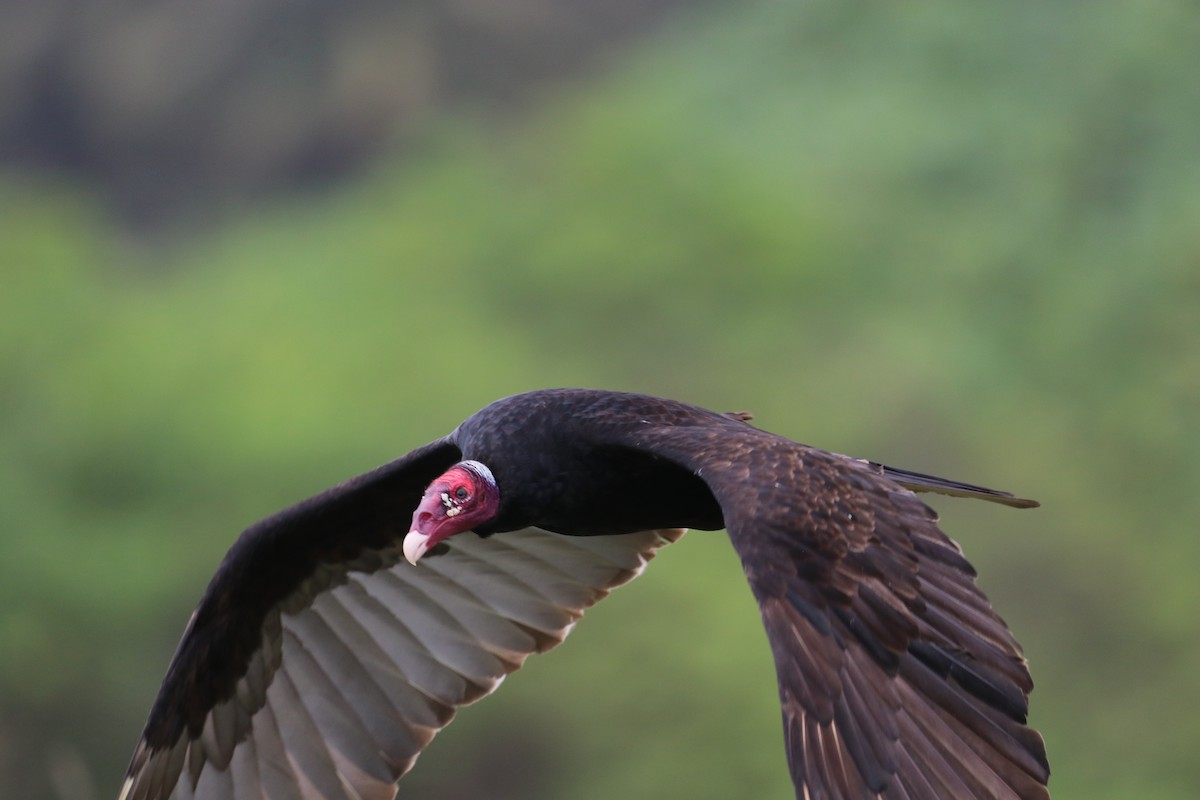 Turkey Vulture - ML615794812