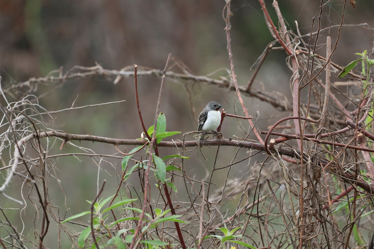 Chestnut-throated Seedeater - ML615794824