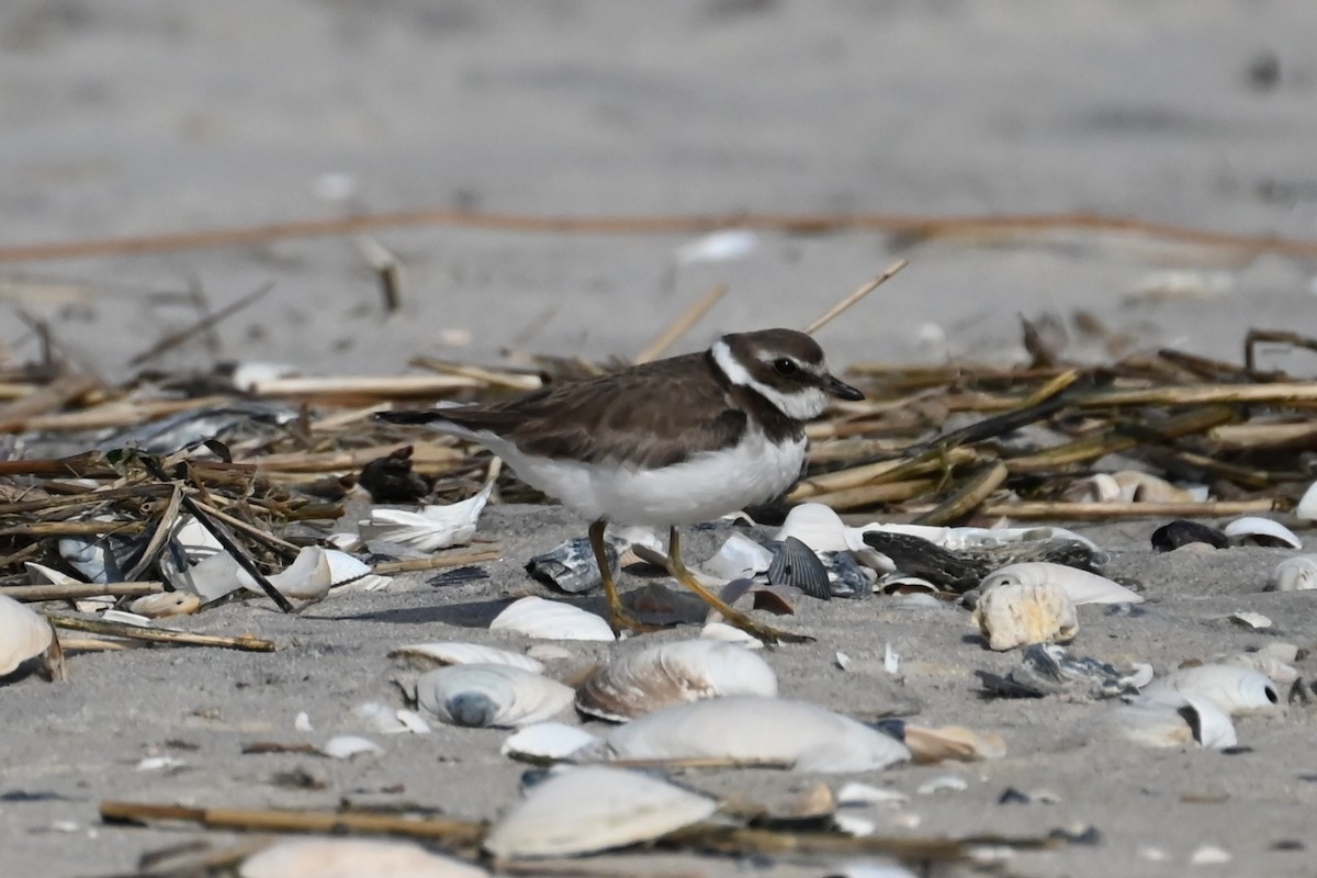 Semipalmated Plover - ML615794831
