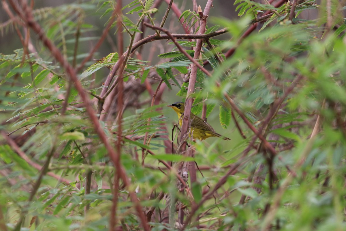 Black-lored Yellowthroat - Nick Schleissmann