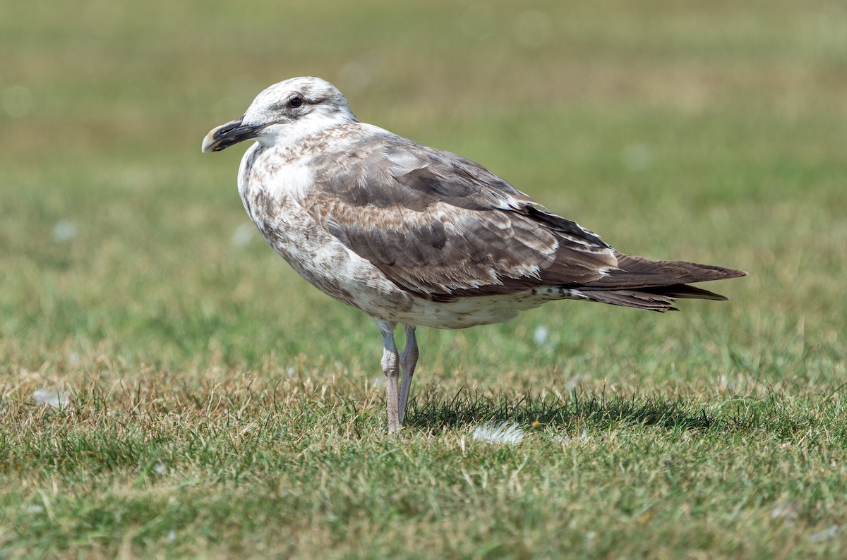 Gaviota Cocinera - ML615794855