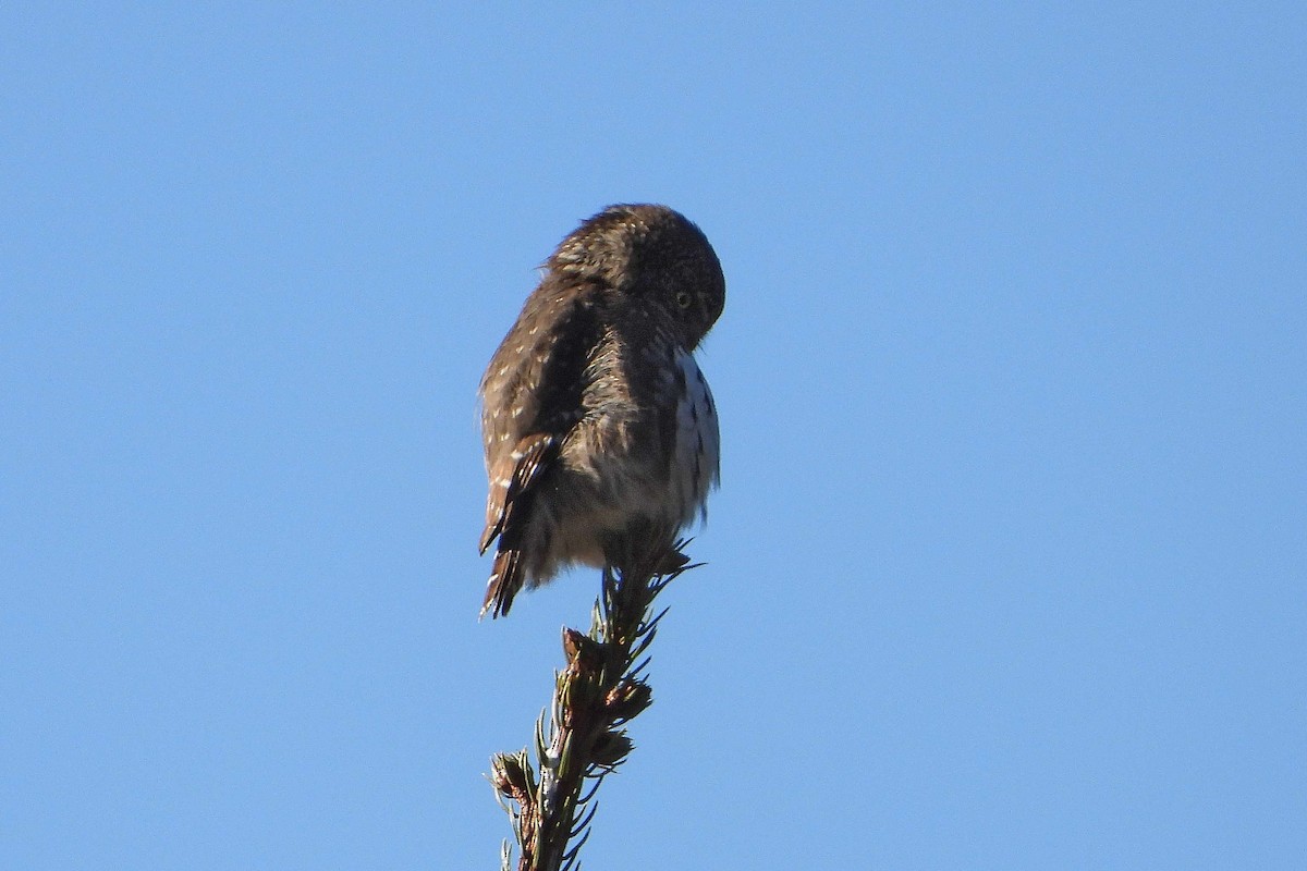 Eurasian Pygmy-Owl - Vladislav Železný