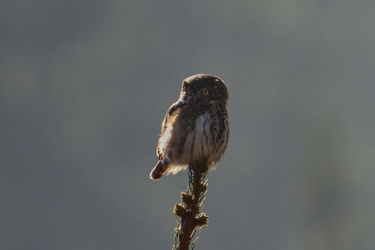 Eurasian Pygmy-Owl - ML615794858