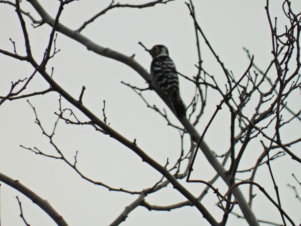 Lesser Spotted Woodpecker - ML615794861