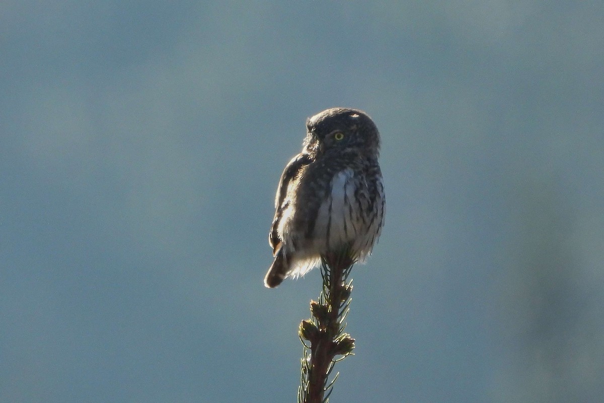 Eurasian Pygmy-Owl - ML615794891