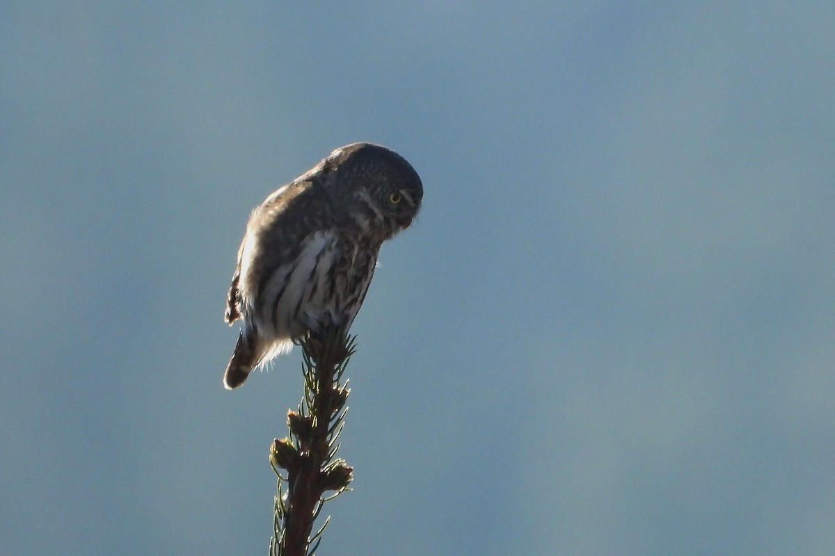 Eurasian Pygmy-Owl - ML615794892