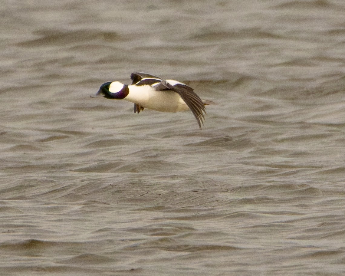 Bufflehead - ML615794905