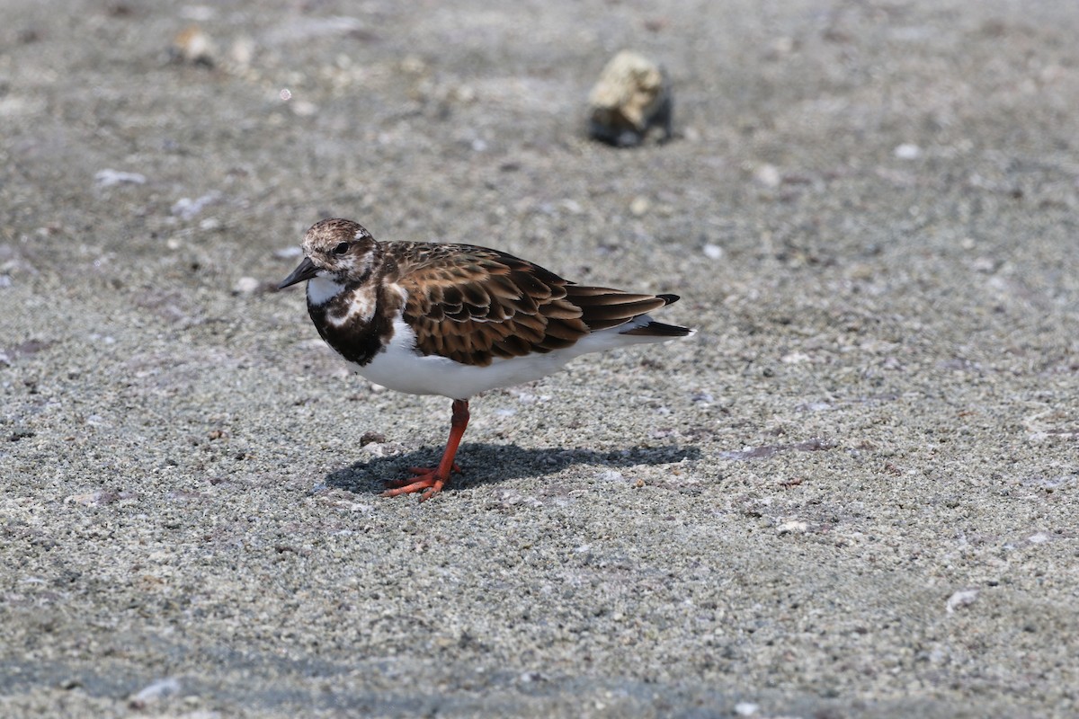 Ruddy Turnstone - ML615794914