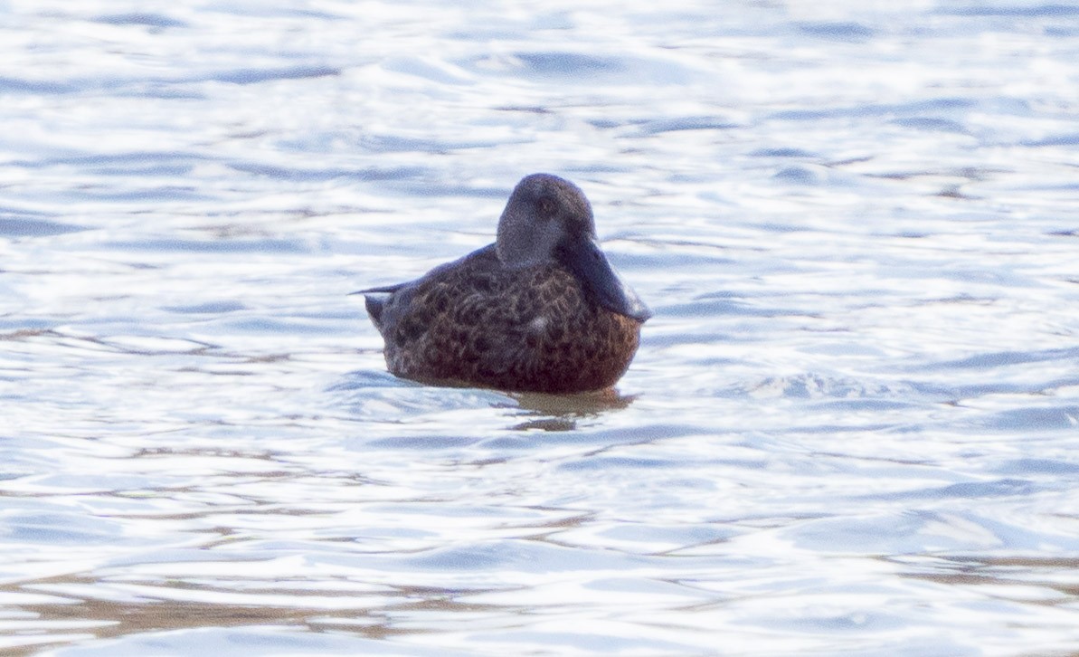 Australasian Shoveler - ML615794936