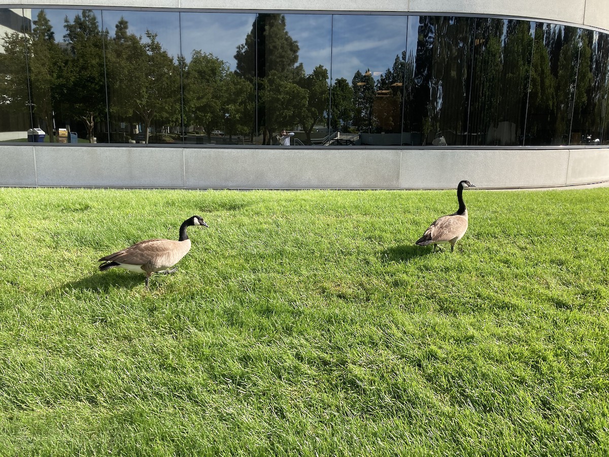 Canada Goose - ML615794942