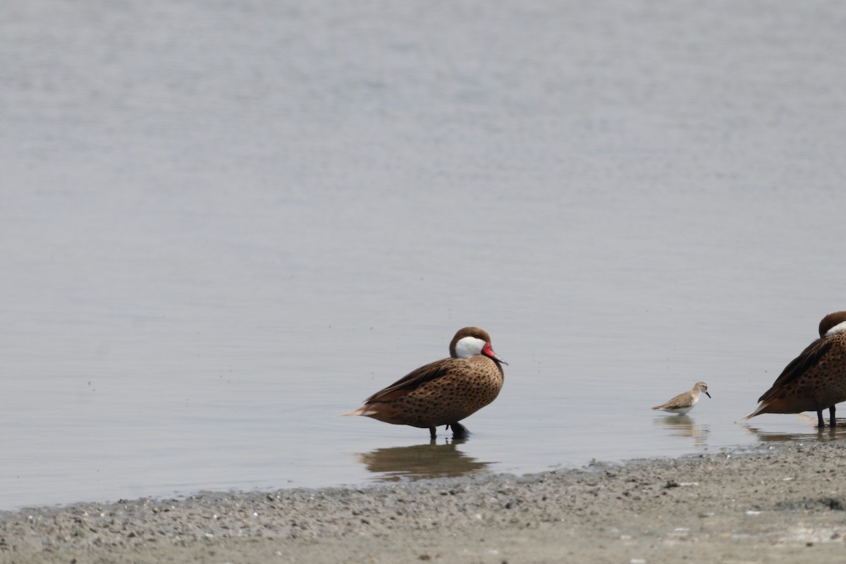 White-cheeked Pintail - ML615794957