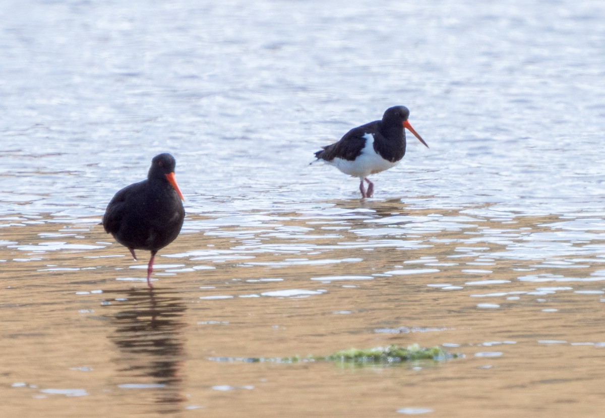 South Island Oystercatcher - ML615794960