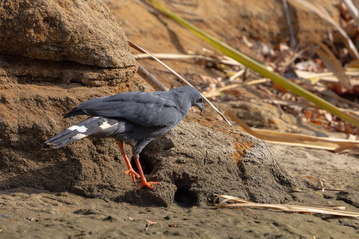 Crane Hawk (Blackish) - ML615794970