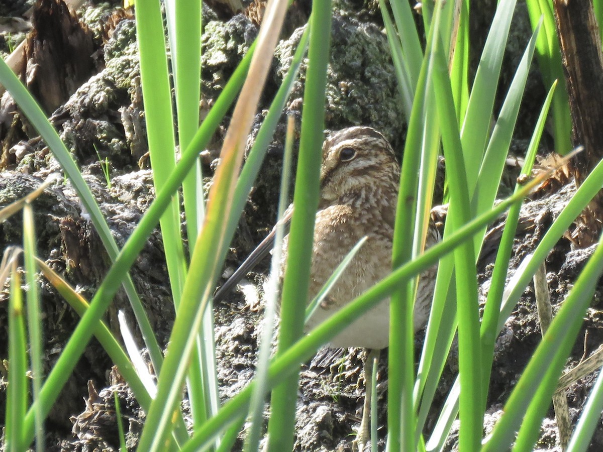 Wilson's Snipe - ML615794989