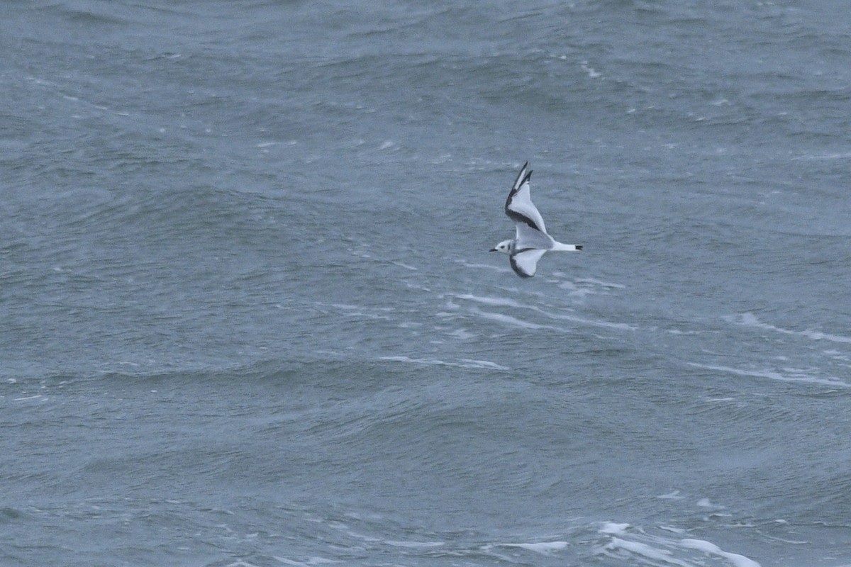 Black-legged Kittiwake - Daniel Irons