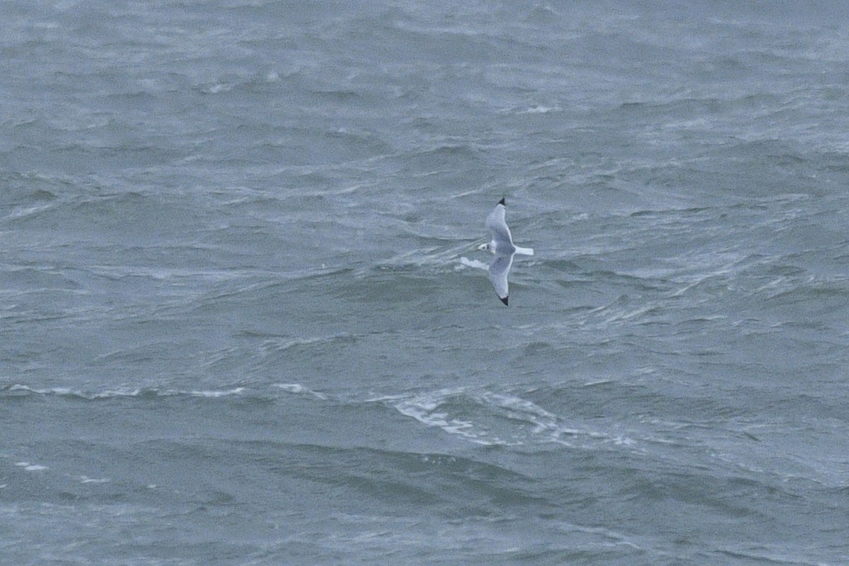 Black-legged Kittiwake - ML615794992