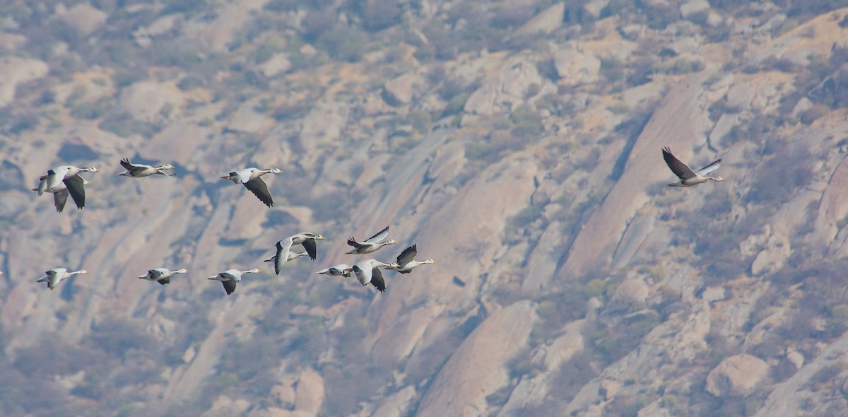 Bar-headed Goose - Liam Charlton