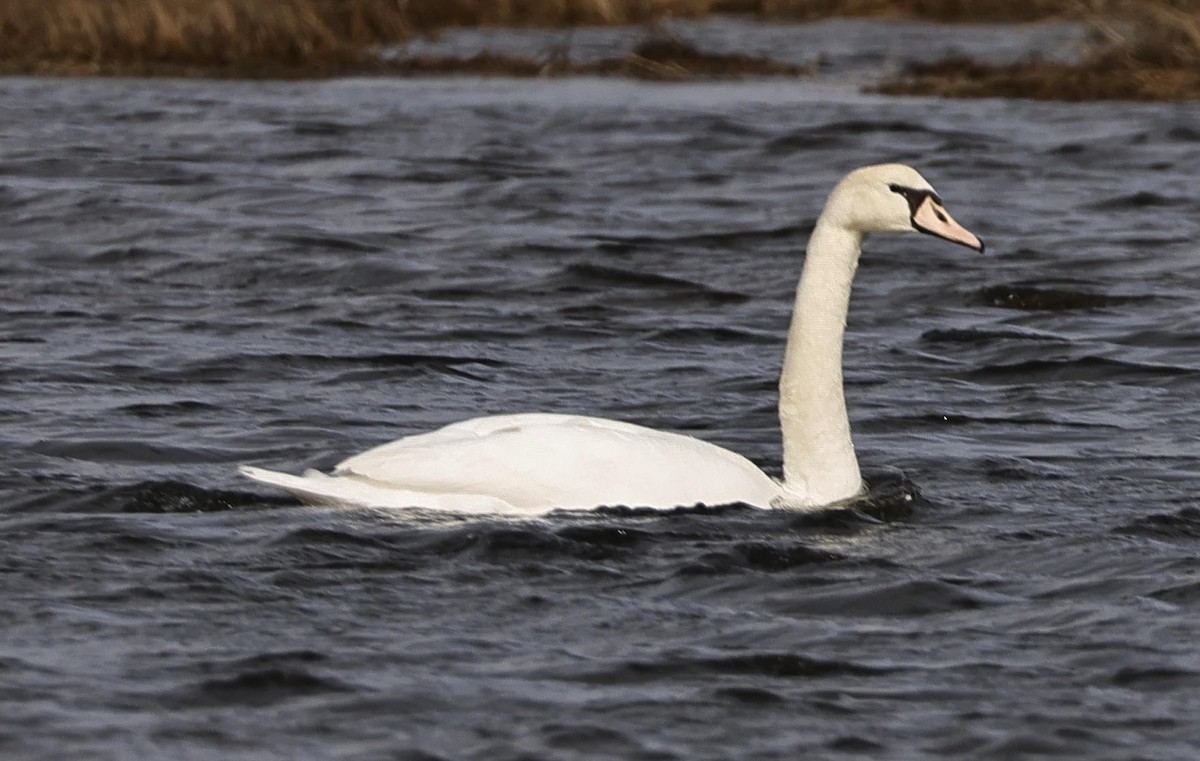 Mute Swan - Mark Dennis