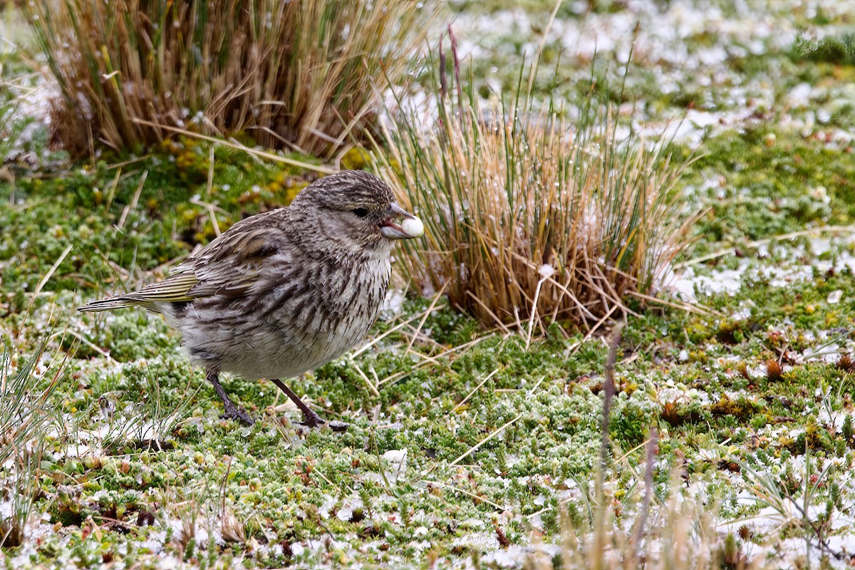 Yellow-bridled Finch - ML615795124