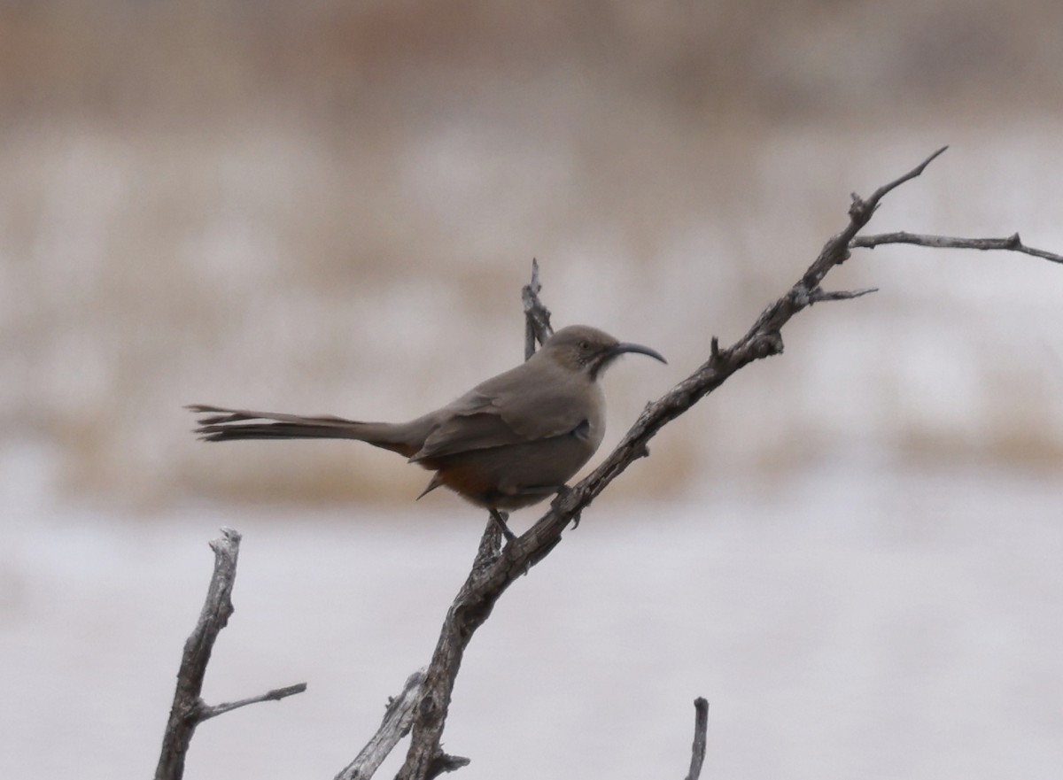 Crissal Thrasher - ML615795145