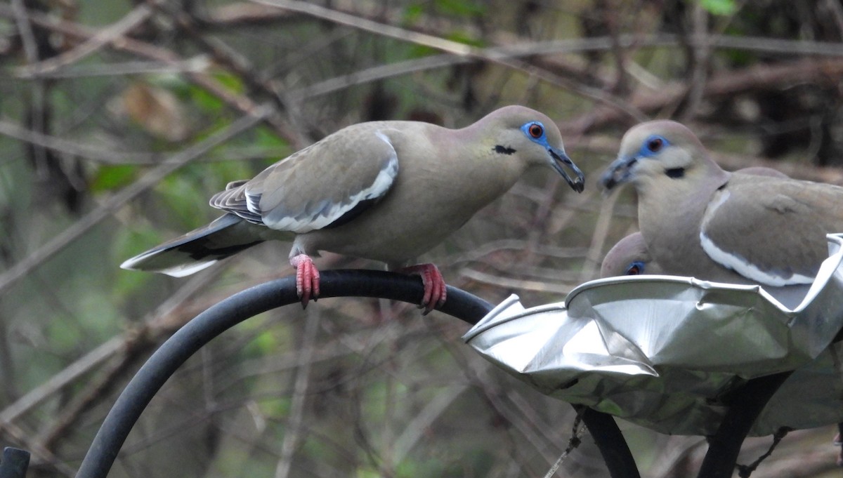 White-winged Dove - Fernando Angulo - CORBIDI