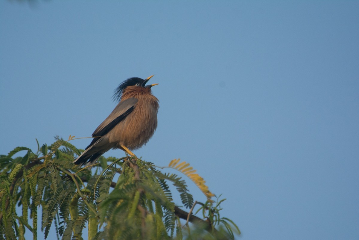 Brahminy Starling - ML615795212