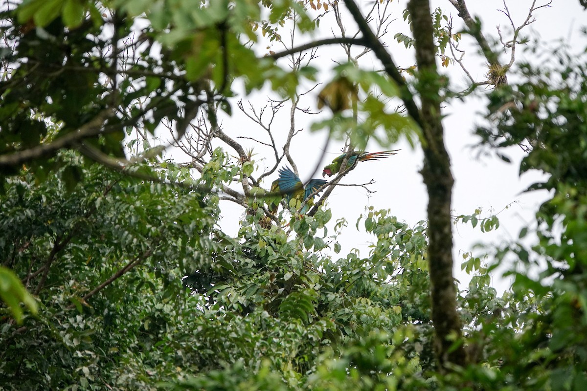 Great Green Macaw - ML615795253